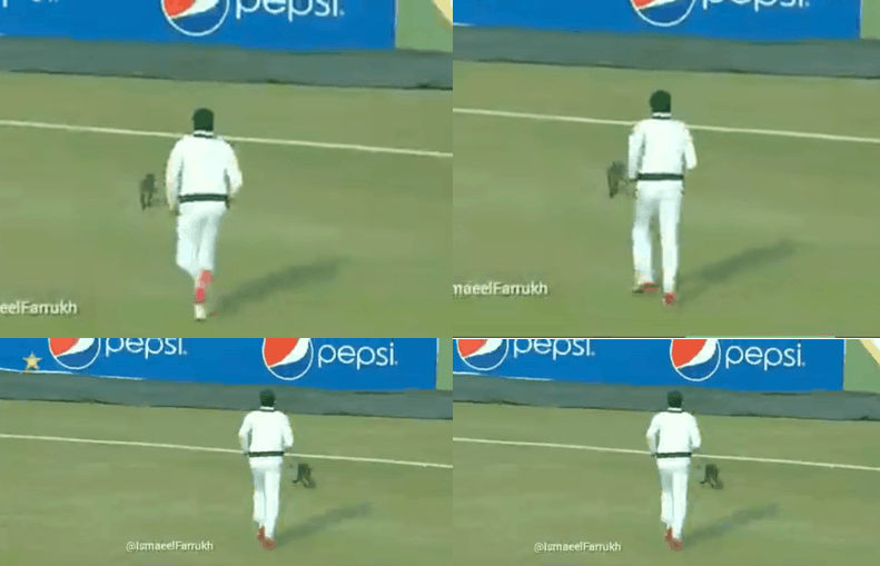 PAK vs SA: Azhar Ali chases a cat on field, Mohammad Rizwan trolls him – WATCH